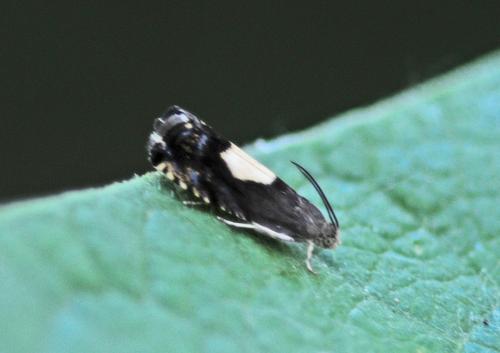 Réf. 259 354 : Pammene regiana